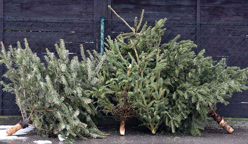 Weihnachtsbaumabfuhr